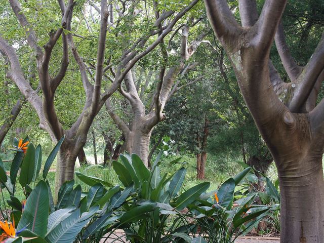 White Stinkwoods Celits africana  mature in landscape